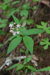 Fourleaf milkweed